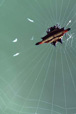 J_1033CR16-20_spider_gaseteracantha_on_web