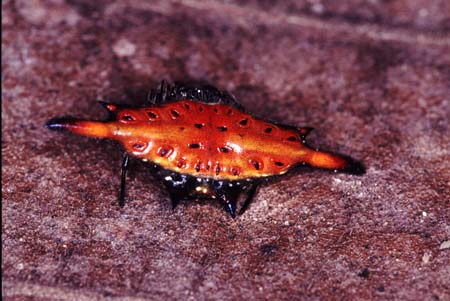 K_133CR17-9_spider_red_shell_gasteracantha