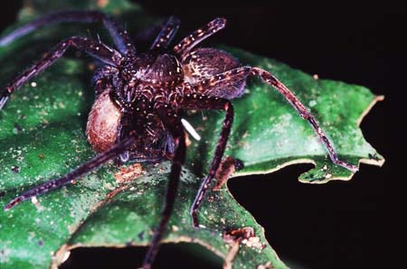 L_1033CR14-36_Spider2