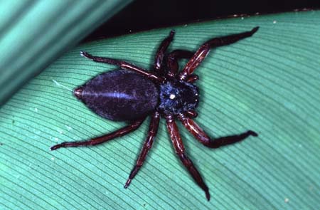 M_1033CR14-28_Spider3