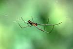A_1033CR02-35_Small_spider_on_web