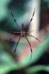 B_1033CR16-30_smallish_spider