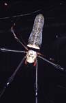 C_1033CR16-7_large_spider_nephila