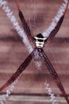 E_1033CR08-8_Spider_on_cross_web