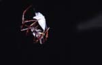 F_1033CR08-16_Spider_on_Cross
