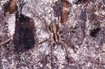 G_1033CR21-29_spider_on_tree_root