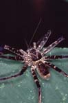 H_1033CR14-30_Spider