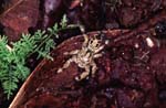 I_1033CR14-33_Spider1
