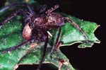 L_1033CR14-36_Spider2